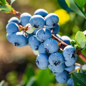 Blueberry Powder Blue 250mm