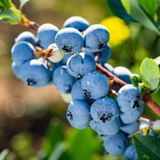 Blueberry Powder Blue 250mm