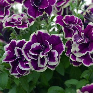 Petunia Velvet Champagne 150mm
