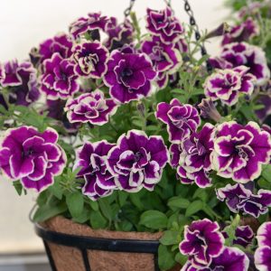 Petunia Velvet Champagne 150mm