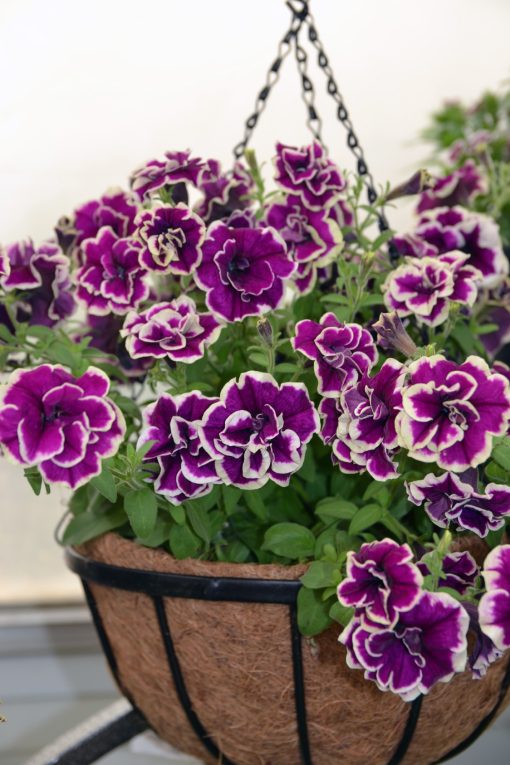 Petunia Velvet Champagne 150mm