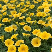 Petunia Bees Knees 140mm