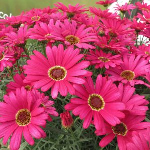 Argyranthemum Grandaisy® Dark Pink 150mm