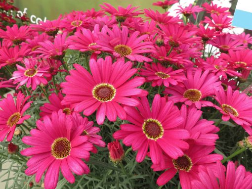 Argyranthemum Grandaisy® Dark Pink 150mm