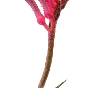 ANIGOZANTHOS BUSH PEARL 140MM