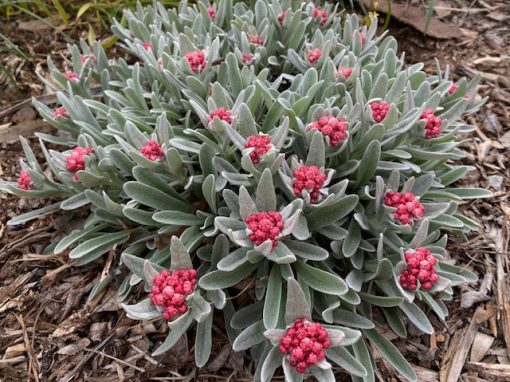HELICHRYSUM RUBY CLUSTERS