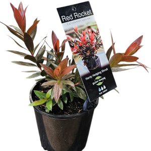 Callistemon Red Rocket 150mm