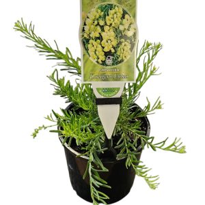 GREVILLEA LANIGERA LUTEA 140MM