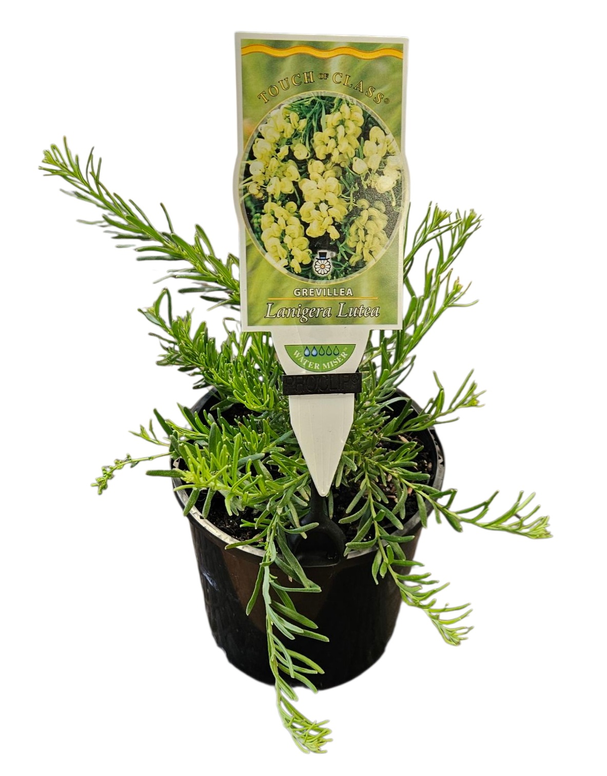 GREVILLEA LANIGERA LUTEA 140MM