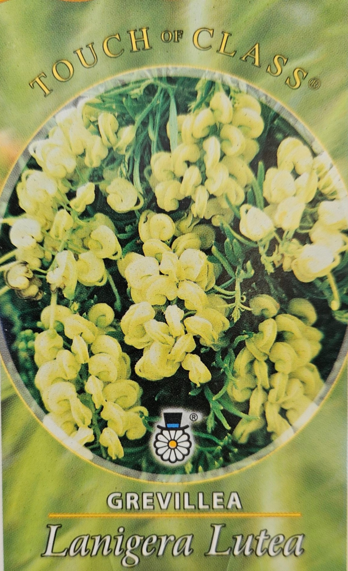 GREVILLEA LANIGERA LUTEA 140MM