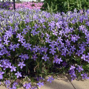 LAURENTIA POP N FIZZ GLOWING PURPLE 140MM