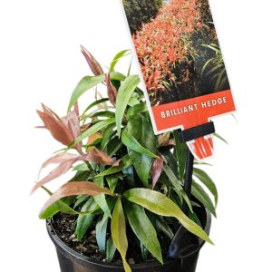 CALLISTEMON GREAT BALLS OF FIRE 150MM