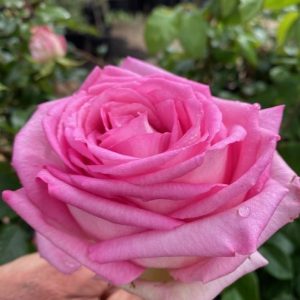 ROSE PERFUME PASSION 200MM