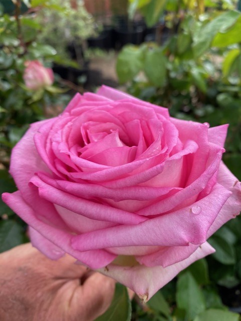 ROSE PERFUME PASSION 200MM