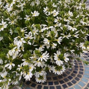 SCAEVOLA BONDI WHITE 140MM