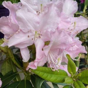 Rhododendron Mrs E C Stirling 200mm