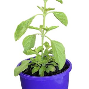 Tulsi Rama Holy Basil 100mm