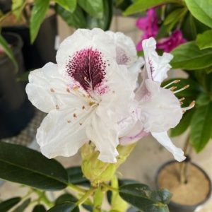 Rhododendron Sappho 200mm