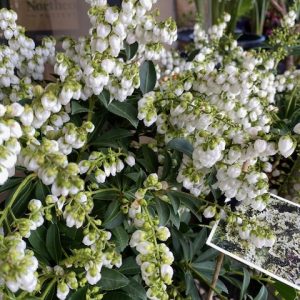 PIeris Sarabande 200mm