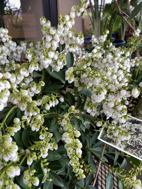 PIeris Sarabande 200mm