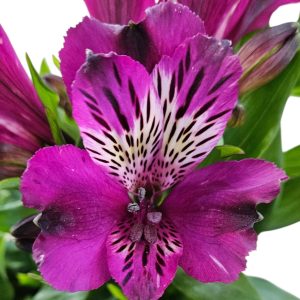 Alstroemeria Dark Purple 180mm