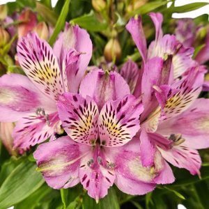 Alstroemeria Lavender 180mm