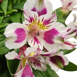 Alsytroemeria Purple Bi-Colour 180mm