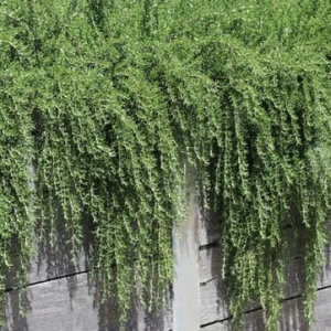 Rosemary Huntington Carpet 100mm