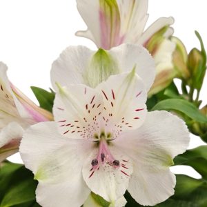 ALstroemeria Elite White 180mm