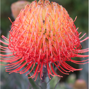 Leucospermum So Exotic 140mm