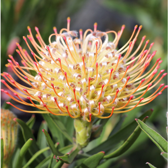 Leucospermum Carnival Sunrise 140mm