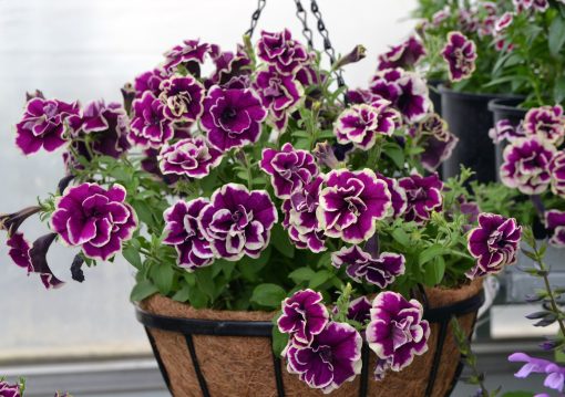 Petunia Velvet Champagne HB 270mm