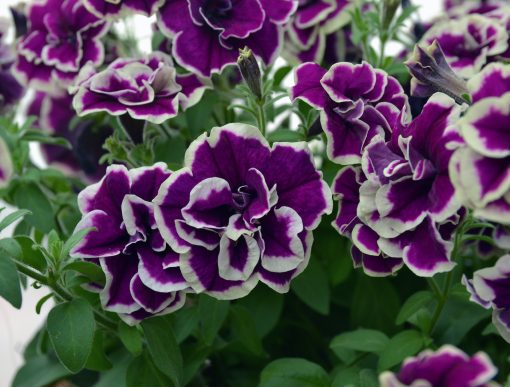 Petunia Velvet Champagne HB 270mm