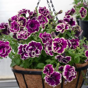 Petunia Velvet Champagne 600mm Hangiong basket