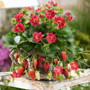 Strawberry Tristan 100mm