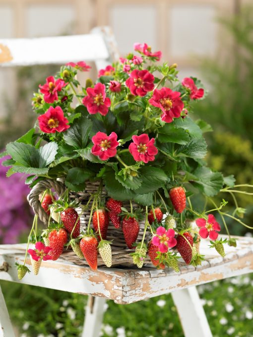 Strawberry Tristan 100mm