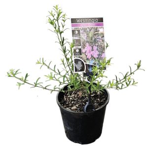 Westringia After Glow 140mm