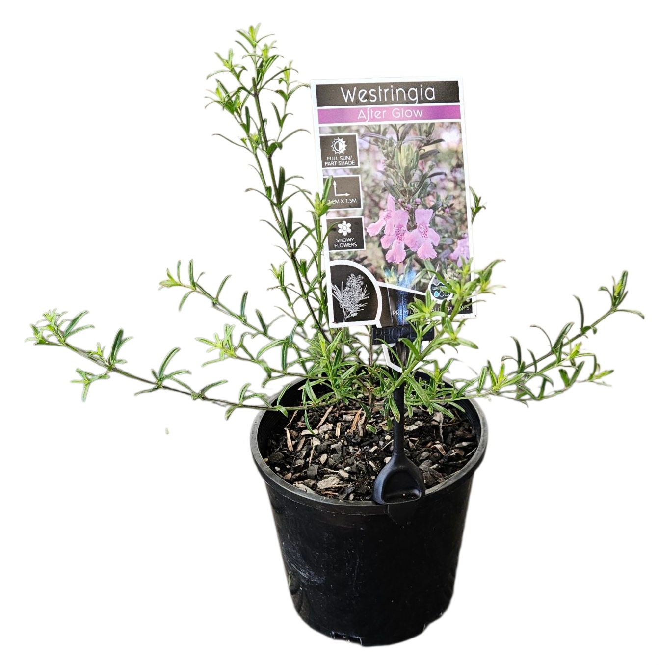 Westringia After Glow 140mm