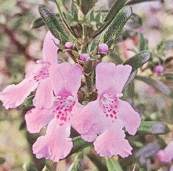 Westringia After Glow 140mm