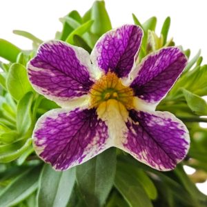 Calibrachoa Elite Purple Star 150mm