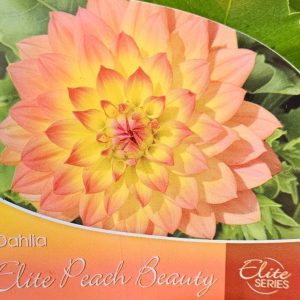 Dahlia Elite Peach Beauty 150mm