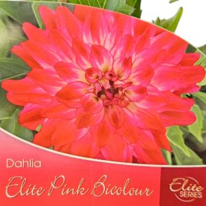 Dahlia Elite Pink Bi-Colour 150mm