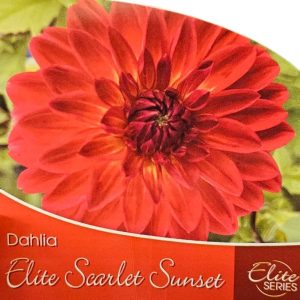 Dahlia Elite Scarlet Sunset 150mm