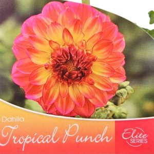 Dahlia Elite Tropical Punch 150mm