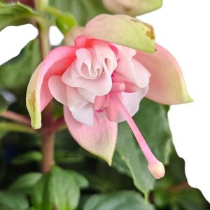 Fuchsia Elite Pink Blush 150mm