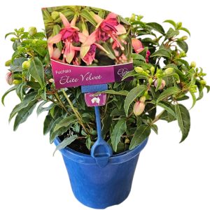 Fuchsia Elite Velvet 150mm