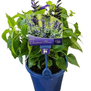 SALVIA ELECTRIC BLUE 150MM