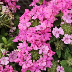 Verbena Top Pink 150mm