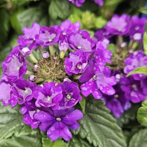 Verbena Top Violet 150mm