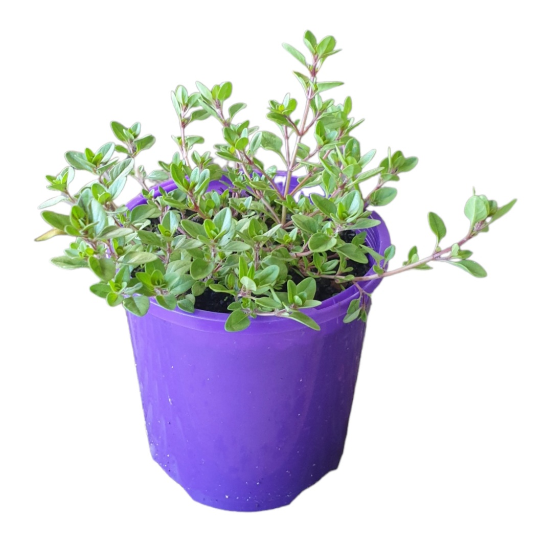 THYME LEMON 100MM